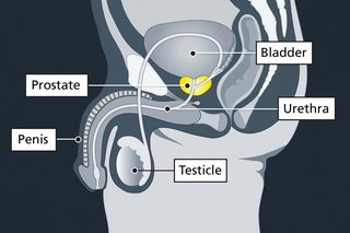 Illustration of where the prostate is, and the tube that carries pee out of your bladder (urethra).