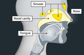 This is a medial illustration. It shows a sideways view of the head, with labels pointing towards the nose, tongue, nasal cavity and sinuses.