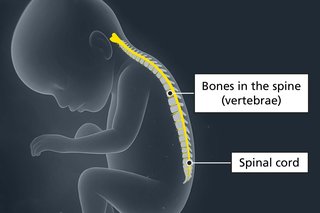 The outline of a baby with the spinal cord highlighted, showing the bones in the spine and spinal cord